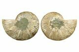 Cut & Polished, Agatized Ammonite Fossil - Madagascar #241872-1